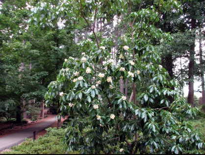 Silver Schima (Schima argentea)